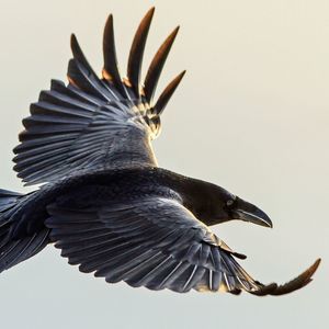 Meet your Posher, Arlette